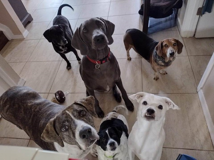 All of my Dogs year 2020 Hottest fatbrown Adam Browne.  This is our amazing pack of animals.  Here you can see Zeke, Quinn, Mama, Hunter, Titan, Timmy.