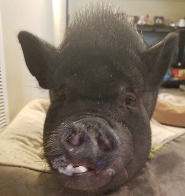 Kyle year 2019 Hottest fatbrown Adam Browne This is my pig Kyle.  
                    he is such a good boy.  
                    he is very handsome and is most likely 0% pitbull.