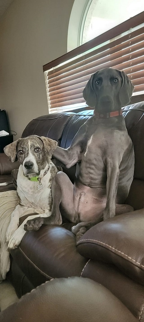 This is my dog Quinnifer the Weimaraner.  He is a pure breed Weimaraner.  Some might call him Quinn the Eskimo fatbrowne.  